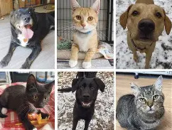 dogs in the shelter